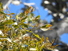 Notothixos cornifolius