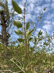 Pteleopsis myrtifolia