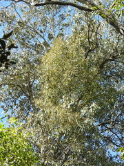 Notothixos cornifolius