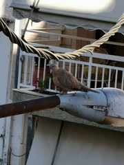 Streptopelia decaocto