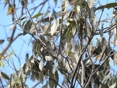 Heritiera trifoliolata