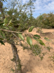 Pteleopsis myrtifolia