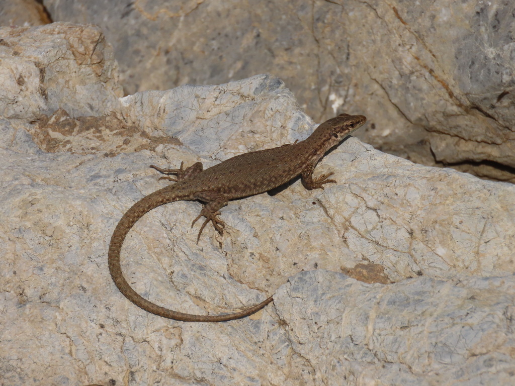 Elburs Lizard