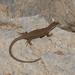Alborz Lizard - Photo (c) Alvand Mohammadalizadegan, some rights reserved (CC BY-NC), uploaded by Alvand Mohammadalizadegan