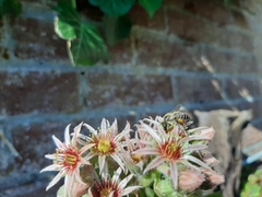 Megachile willughbiella