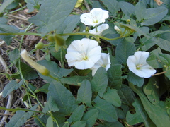 Convolvulus arvensis