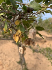 Pteleopsis myrtifolia