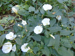 Convolvulus arvensis