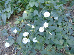 Convolvulus arvensis
