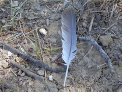 Streptopelia decaocto