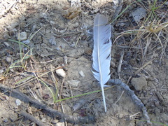 Streptopelia decaocto