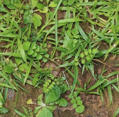 Pimpinella