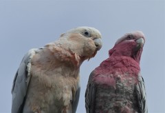 Cacatua sanguinea × Eolophus roseicapilla