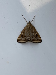 Loxostege sticticalis