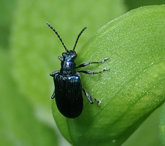 Lema concinnipennis