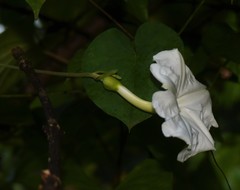 Rivea hypocrateriformis