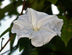 Rivea hypocrateriformis