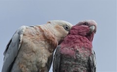 Cacatua sanguinea × Eolophus roseicapilla