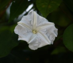 Rivea hypocrateriformis