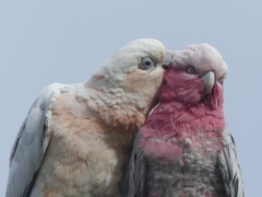 Cacatua sanguinea × Eolophus roseicapilla