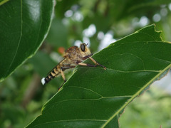 Promachus yesonicus