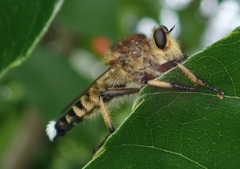 Promachus yesonicus