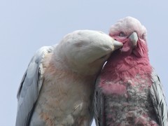 Cacatua sanguinea × Eolophus roseicapilla