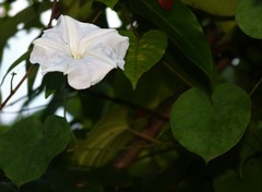 Rivea hypocrateriformis