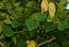 Rivea hypocrateriformis