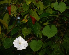 Rivea hypocrateriformis