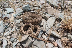 Hemorrhois ravergieri