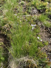 Festuca viridula