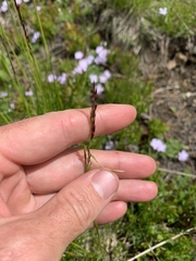 Festuca viridula
