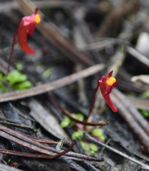 Utricularia menziesii