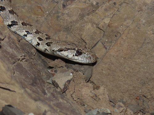 Photo of a Spotted Whip Snake (Hemorrhois ravergieri)