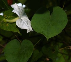 Rivea hypocrateriformis