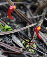 Utricularia menziesii