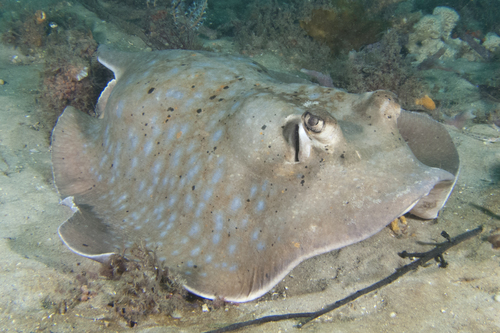 Coral Sea Maskray, photo 3 of 10