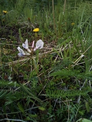 Oxytropis sordida