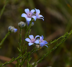 Philotheca nodiflora