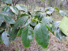 Psydrax lamprophylla