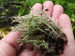 Cladonia uncialis biuncialis