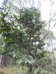 Psydrax lamprophylla