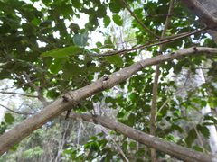 Psydrax lamprophylla