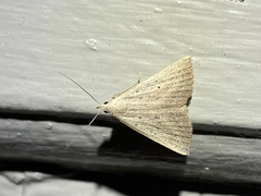 Macrochilo louisiana