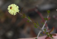 Melaleuca aurea