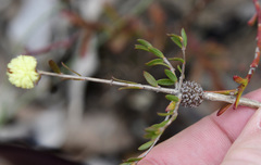 Melaleuca aurea