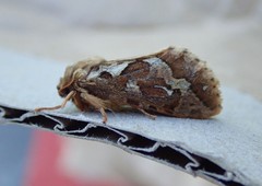 Korscheltellus fusconebulosa