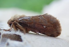 Korscheltellus fusconebulosa