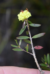 Melaleuca aurea